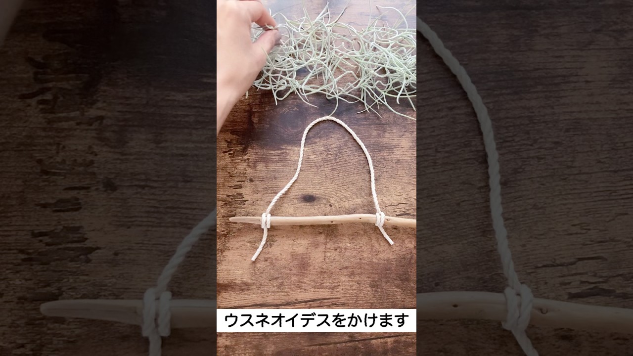 流木ハンガーの作り方|エアプランツ（ウスネオイデス）にぴったり🌿 #diy #ウスネオイデス#掛けひも#shorts