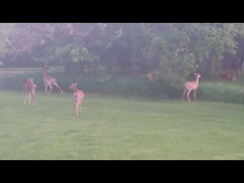 Young bucks strolling through