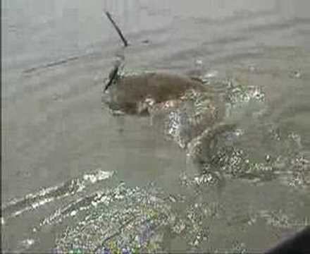 Silurus Glanis Hunt 1