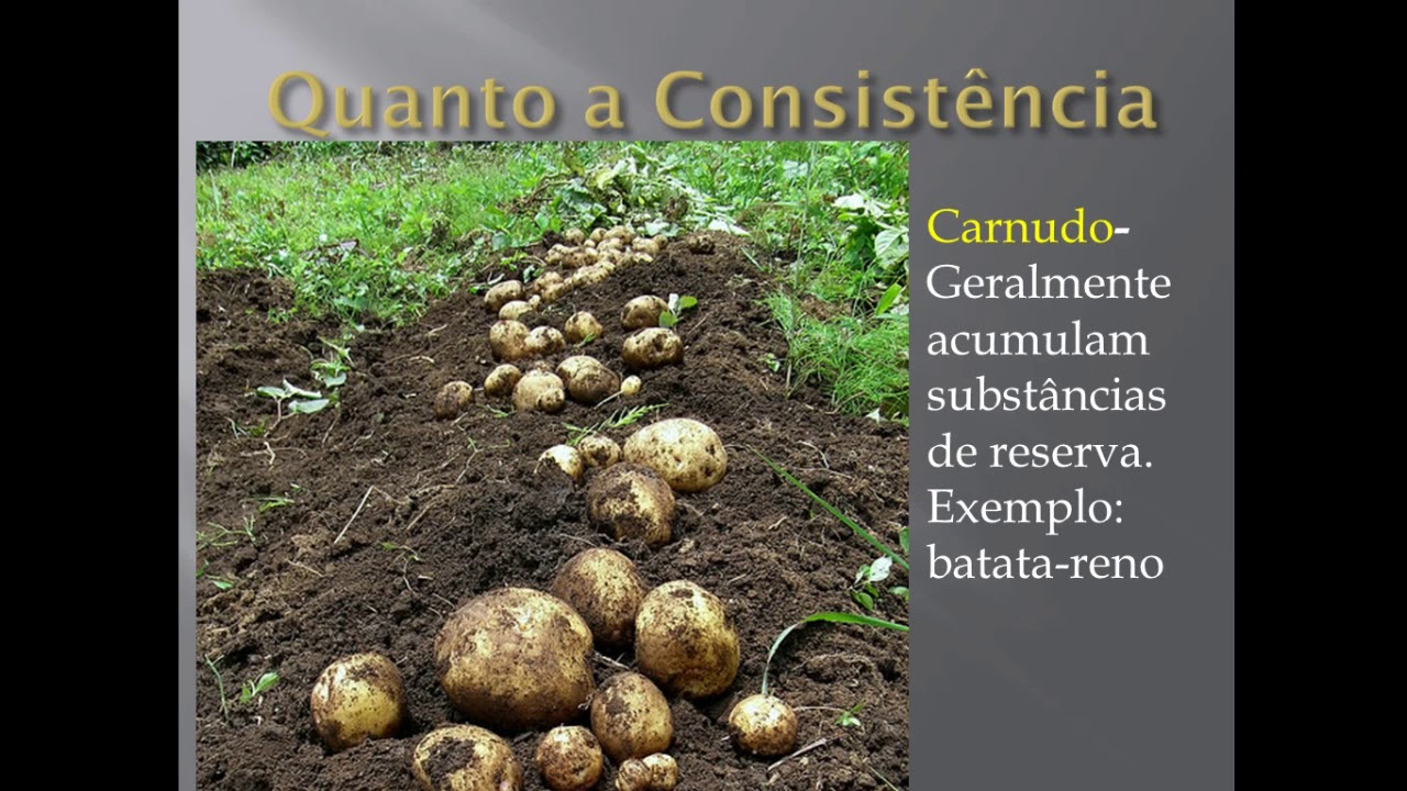 Classificação do caule