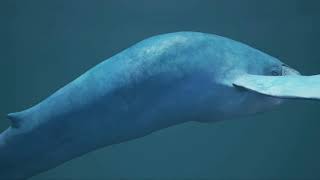 Almageddon - Ocean  🌻Carlos Nóbrega