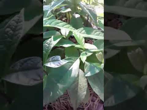 Avocado Plant