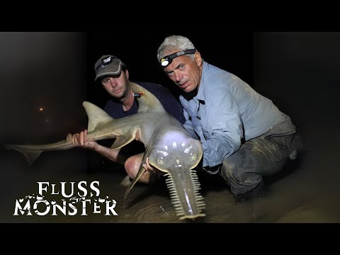 Der australische Süßwassersägerochen: Der furchterregende Sägefisch | S3 E04 | Fluss Monster