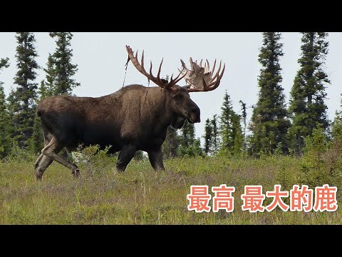 北歐鹿象徵