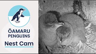 Ōamaru Penguins Nest live webcam
