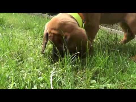 Fährtenarbeit, Nachsuche - 9 Wochen, Schweisshundausbildung