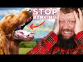 How To Stop Your Dog Barking You Can Do This Right Now