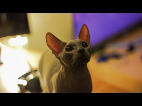 How to Bathe a Sphynx Cat - Washing Your Sphynx