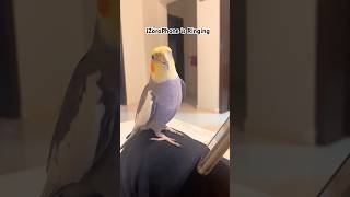 Download lagu Nada Dering iPhone Cockatiel Bernyanyi🦜iZoroPhone #burung #burunglucu #burung #cockatiel #burung beo #cockatiel mp3