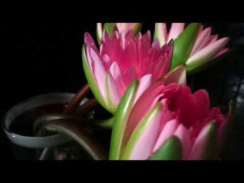 ZenHOW: How to take time-lapse video on a ZenFone 3 Max | ASUS