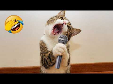 Hilarious animal videos that are impossible not to love 🤣