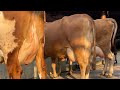 JERSEY AYRSHIRE GIRLANDO COWS SOLD TO RAJASTHAN BY CHOPRA DAIRY FARM