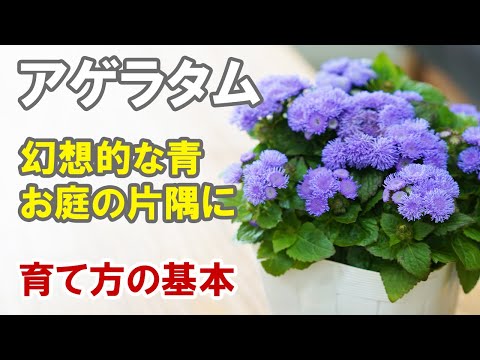 園芸 野生のアゲラタム、アゲラタム開花ユーパトリー