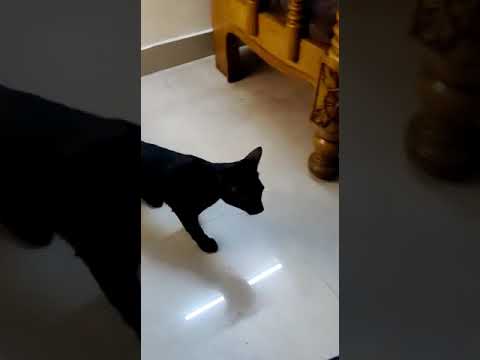 Bagira tha Black cat