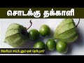 இந்த செடியை பார்த்தால் விட்டுவிடாதீ�
