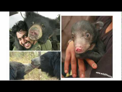 Kartick Satyanarayan: How we rescued the “dancing” bears