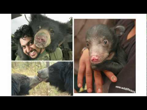 How we rescued the "dancing bears"