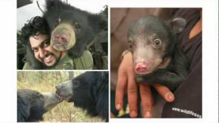 Kartick Satyanarayan: How we rescued the "dancing" bears