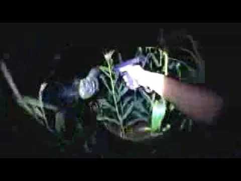 ●A FAZENDA PARANORMAL●