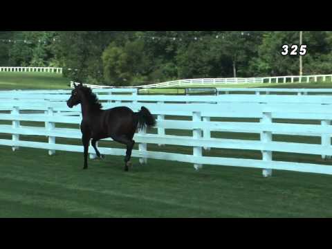 Hip #325 FOREIGN FINDS (CANTAB HALL - ITALIENNE GIRL)