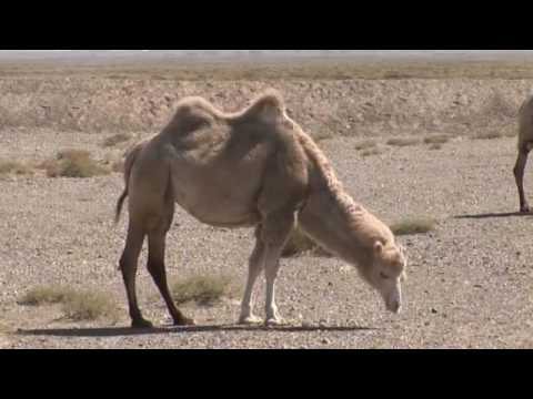 Desert Documentary HD - Takla Makan desert