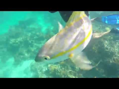 Funny Snorkeling Clip - Sneaky Friend Feeds Fish - Scares Girl - Turks and Caicos Islands
