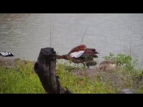 Djuma: Blacksmith Lapwings upset with Egyptian Geese and Water Thick-knee.- 17::11 - 03/14/20