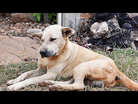 When the dogs are done in heat and tired || # 1843 Nature Show