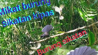 Download lagu mikat burung sikatan kipas pakai suara ciblek mp3