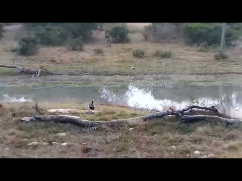 Djuma: Egyptian Goose intruders are about, so lots of vocals - 06:42 - 08/06/2022