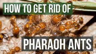 How to Get Rid of Pharaoh Ants (4 Easy Steps)