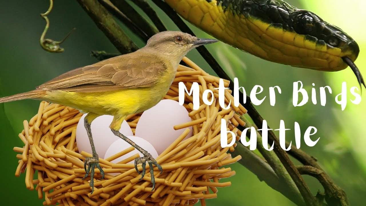 Mother Bird's Brave Battle To Save Her Eggs