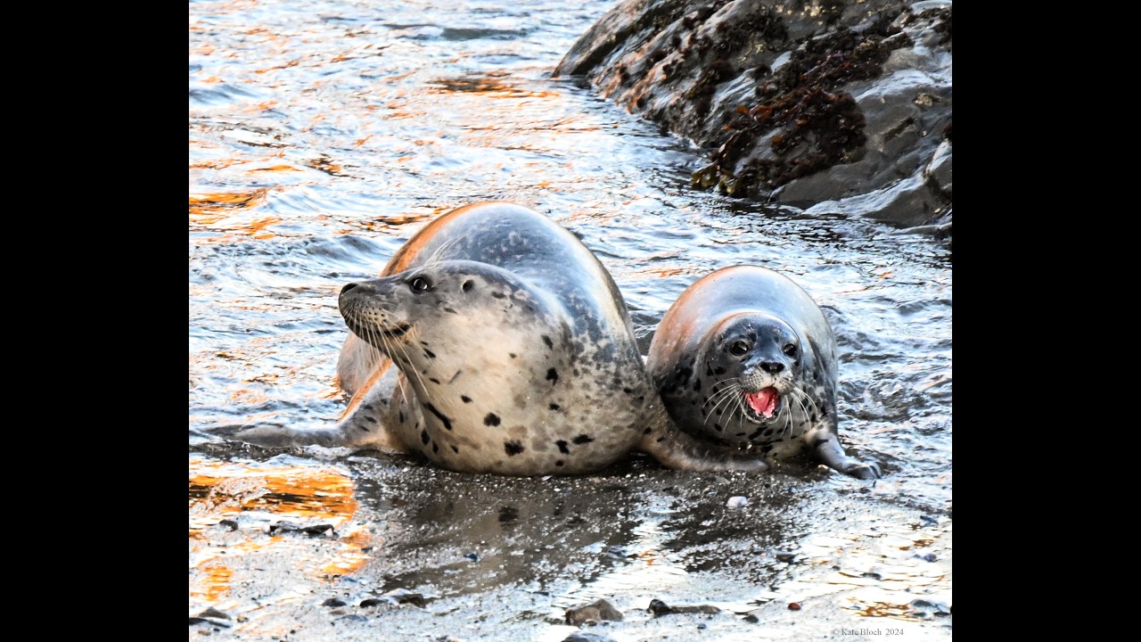TSRF: Destination Tide Pool Beach