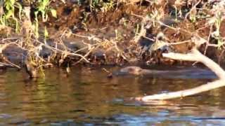 preview picture of video 'Beaver on the river Ericht, Blairgowrie 19/04/13'