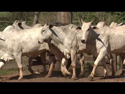8 VACAS NELORE PO