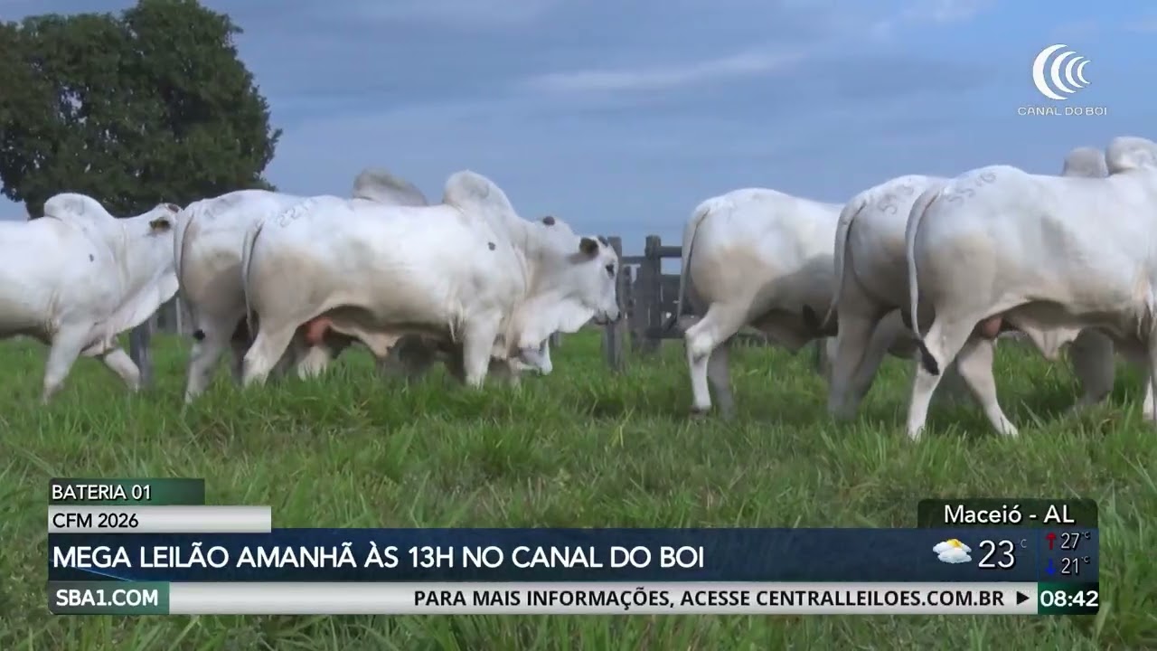 Mega Leilão CFM 2026 oferta touros nelore amanhã no Canal do Boi