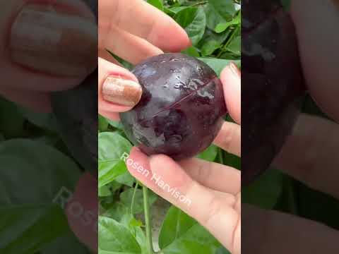 Let’s Eat Plum Fruit #yumny #plum #fruit #amsr #shortvideo