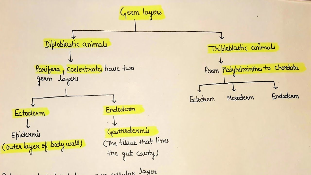 Animal germ layers || diploblastic animals | triploblastic animals