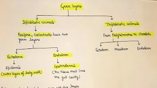 Animal germ layers || diploblastic animals | triploblastic animals
