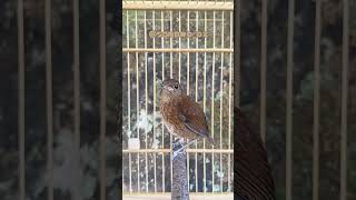 Download lagu jongkangan trotol gacor ngeplong mp3 Download lagu jongkangan trotol gacor ngeplong mp3