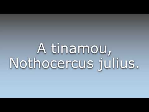 What does Tawny-breasted tinamou mean?