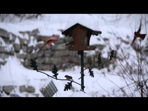 Birds at the feeder on a snowy day