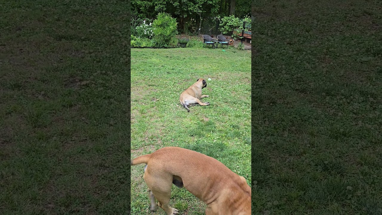 Enlarge Cooper & Gracie - North Carolina, a ADOPTABLE Bullmastiff in Burlington, NC video 3/5