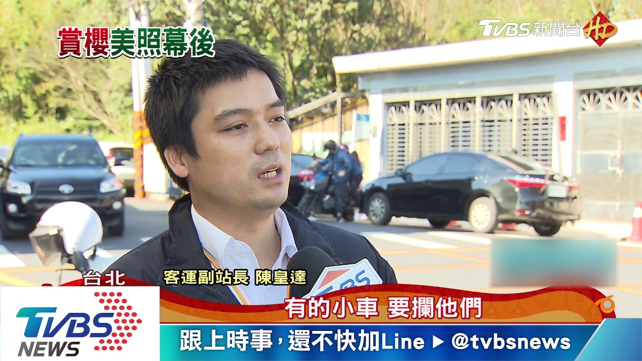 陽明山賞櫻亂!汽車違停塞 民闖住家拍照