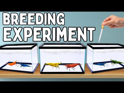 I Cross-Bred Shrimp for a Year, This Happened