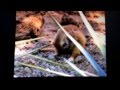 Shaine Barney Fire House Part 5