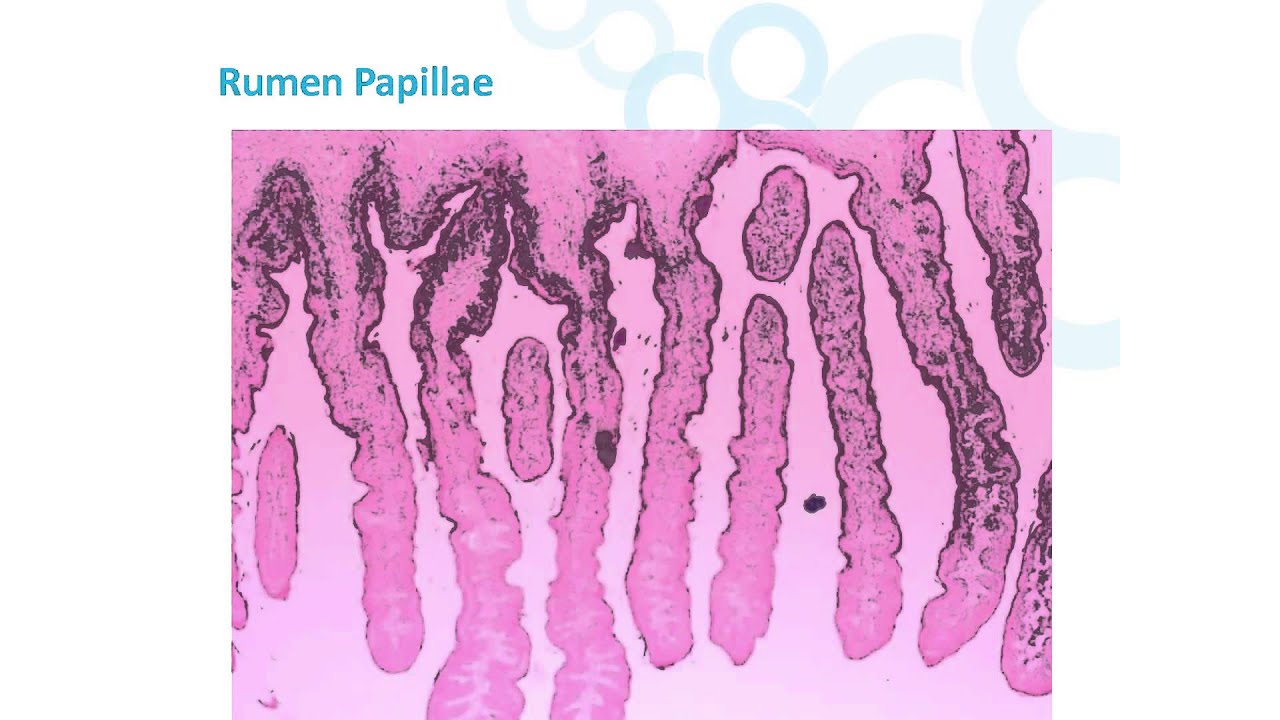 Calf Rumen Development