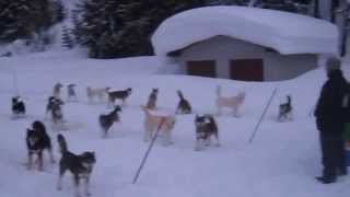 preview picture of video 'chiens de traineau à Oberwald'