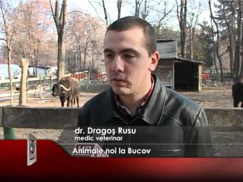 Animale noi la Bucov