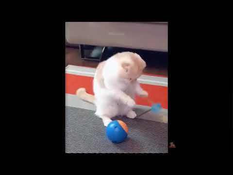 funniest cats 😁🙄 funniest play moments